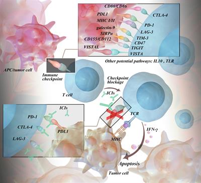 Frontiers | Immune-related Adverse Events Of Immune Checkpoint ...